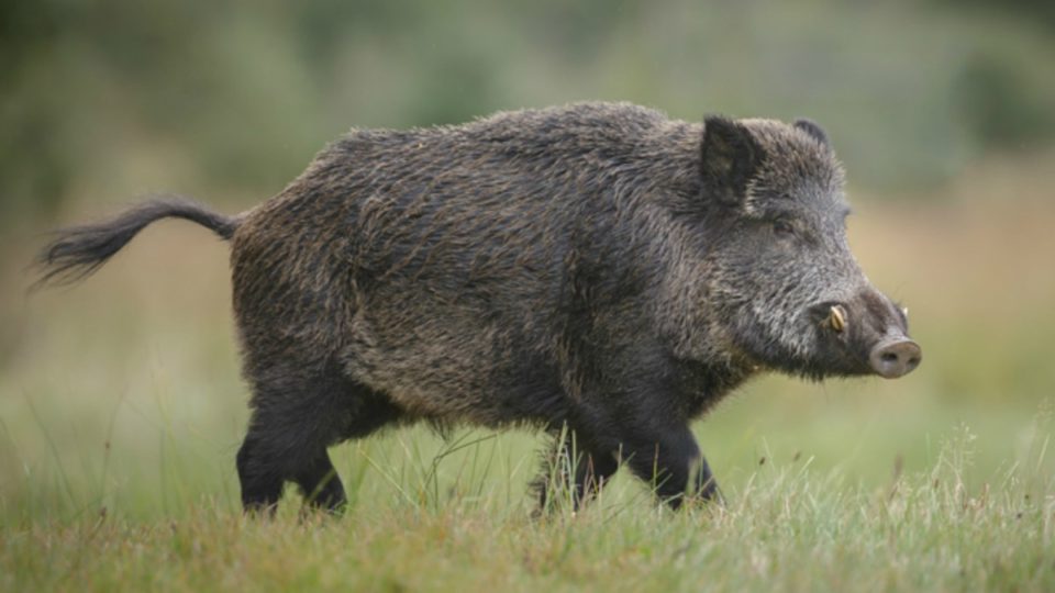 Wild boars feeding fined