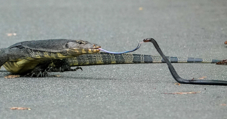 Monitor lizard & venomous snake at Pasir Ris Park