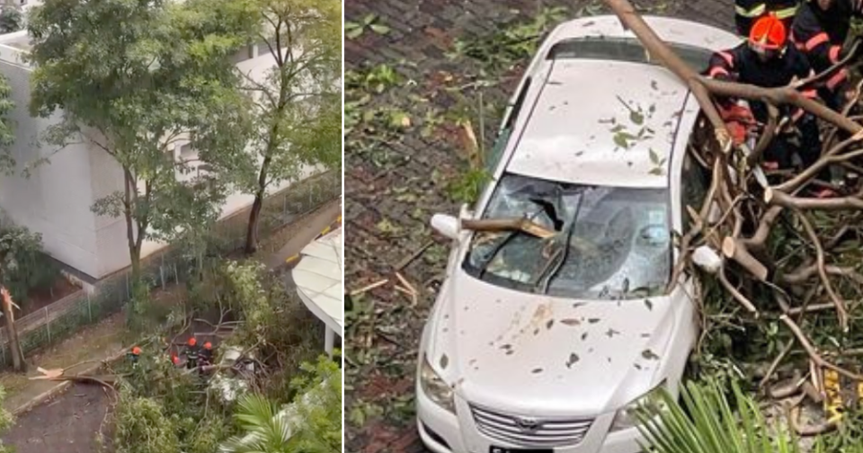 punggol-tree-fall-on-car-cover