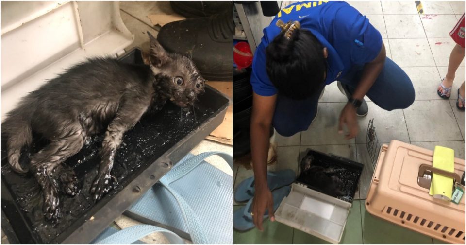 Tampines wet market kitten stuck in glue trap