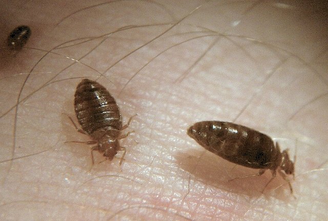 dormitory bed bugs remedies