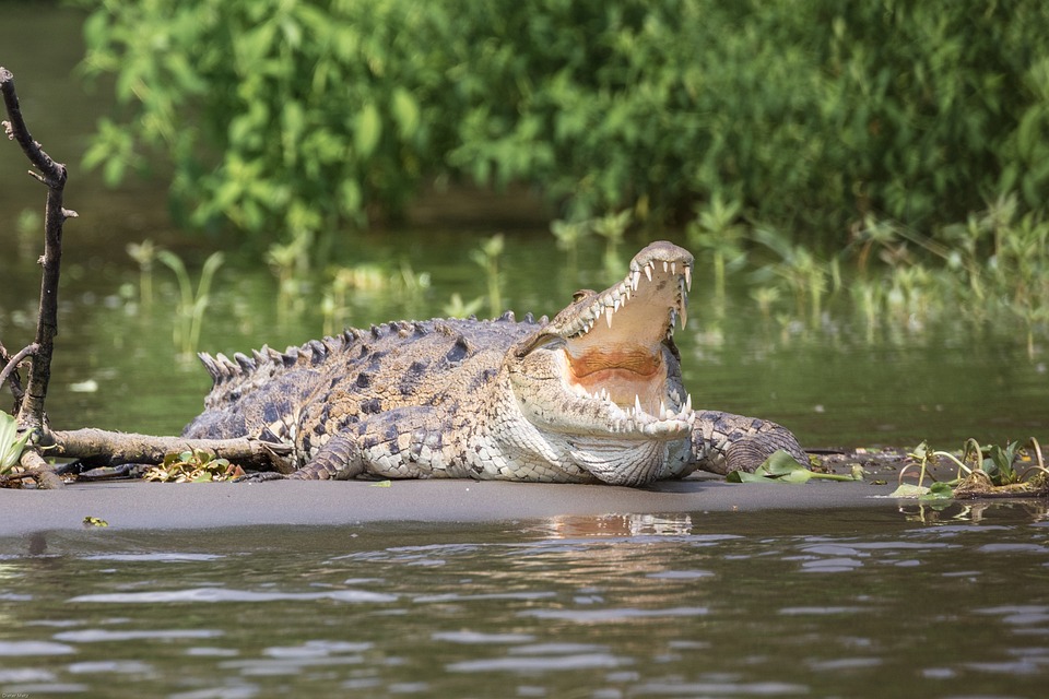 3.4m crocodile bites & eats M'sia boy, 1, on canoe with his father