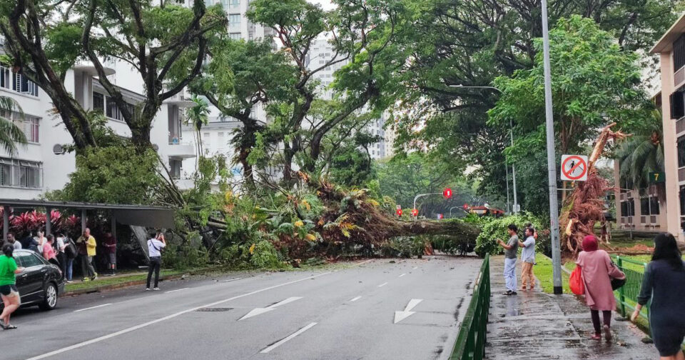 Massive tree falls Tiong Bahru Road