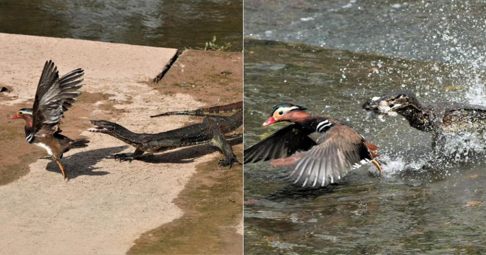 Rare Mandarin duck vs monitor lizard spore