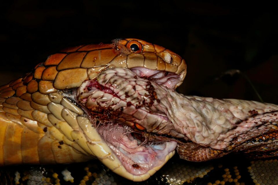 King Cobra Devours Python After 7-Hour Showdown In Mandai