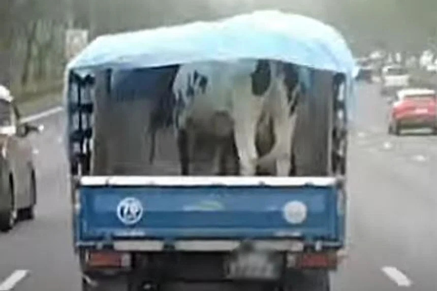 Cow in back of lorry on PIE draws mixed reactions