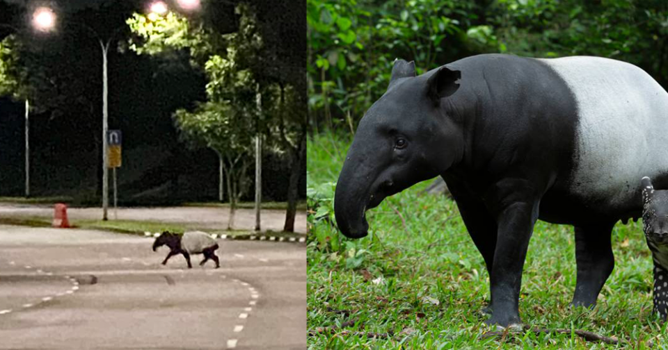 endangered-malayan-tapir-november/