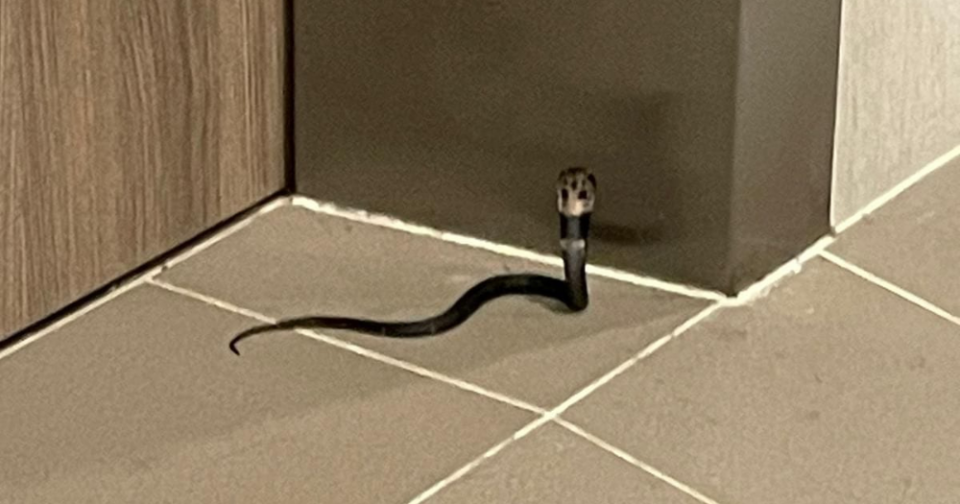 equatorial-spitting-cobra
